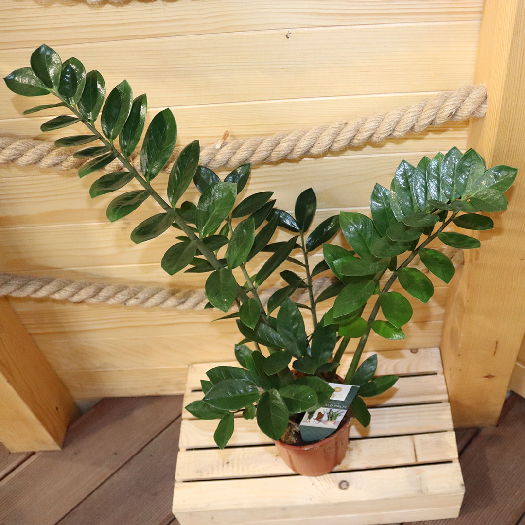 Zamioculcas zamifolia | záhradníctvo garden team Zamioculcas zamifolia
