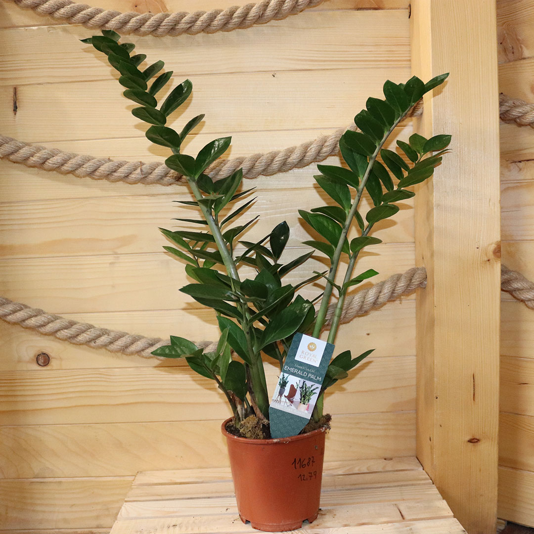 Zamioculcas zamifolia | záhradníctvo garden team Zamioculcas zamifolia