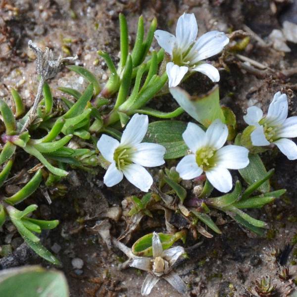 Arenaria obtusiloba