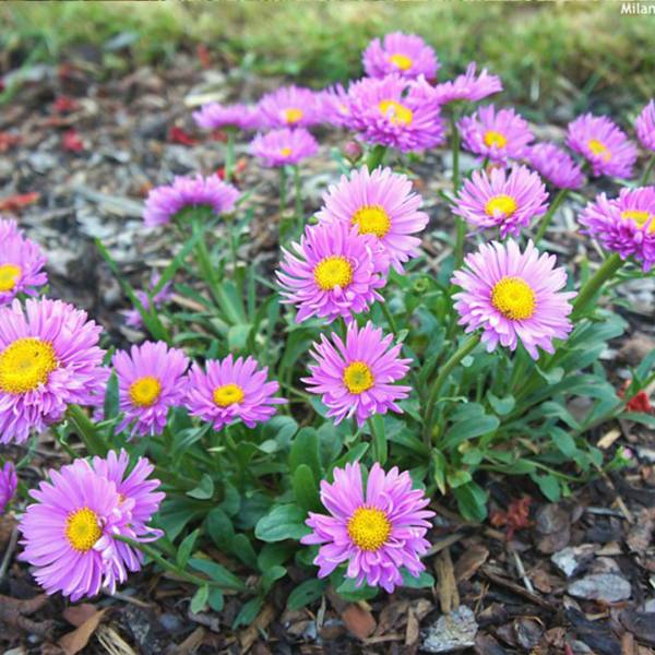 Aster Alpinus Happy End