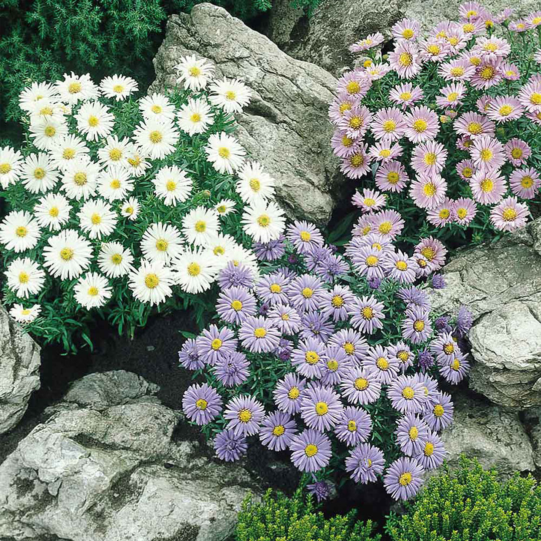 Aster alpinus mix | záhradníctvo garden team Aster alpinus mix