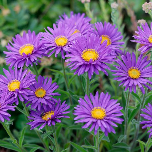 Astra Aster Alpinus Violet