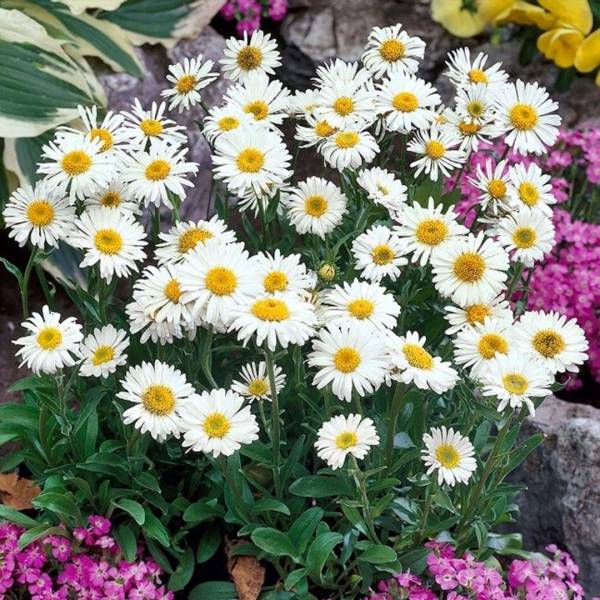 Astra Aster Alpinus White