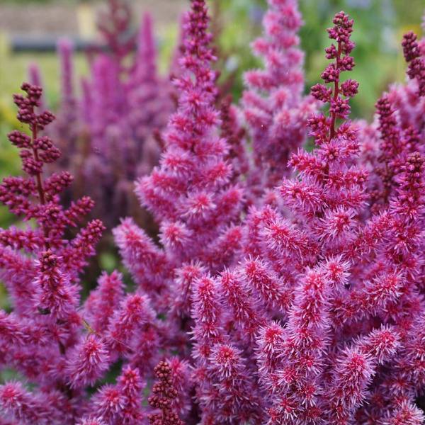 Astilbe chinensis purple rain