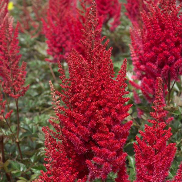 Astilba čínska Astilbe chinensis Red Skyscraper