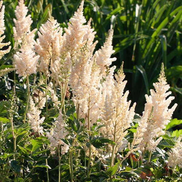 Astilbe chinensis vision in white | záhradníctvo garden team Astilbe chinensis vision in white