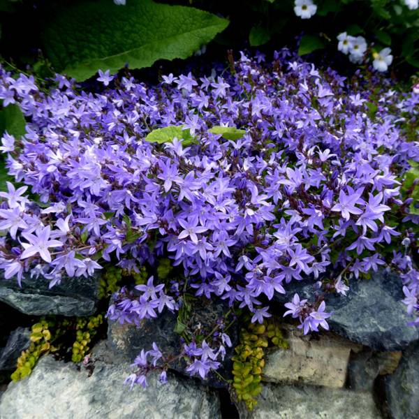 Campanula blue wonder | záhradníctvo garden team Campanula blue wonder