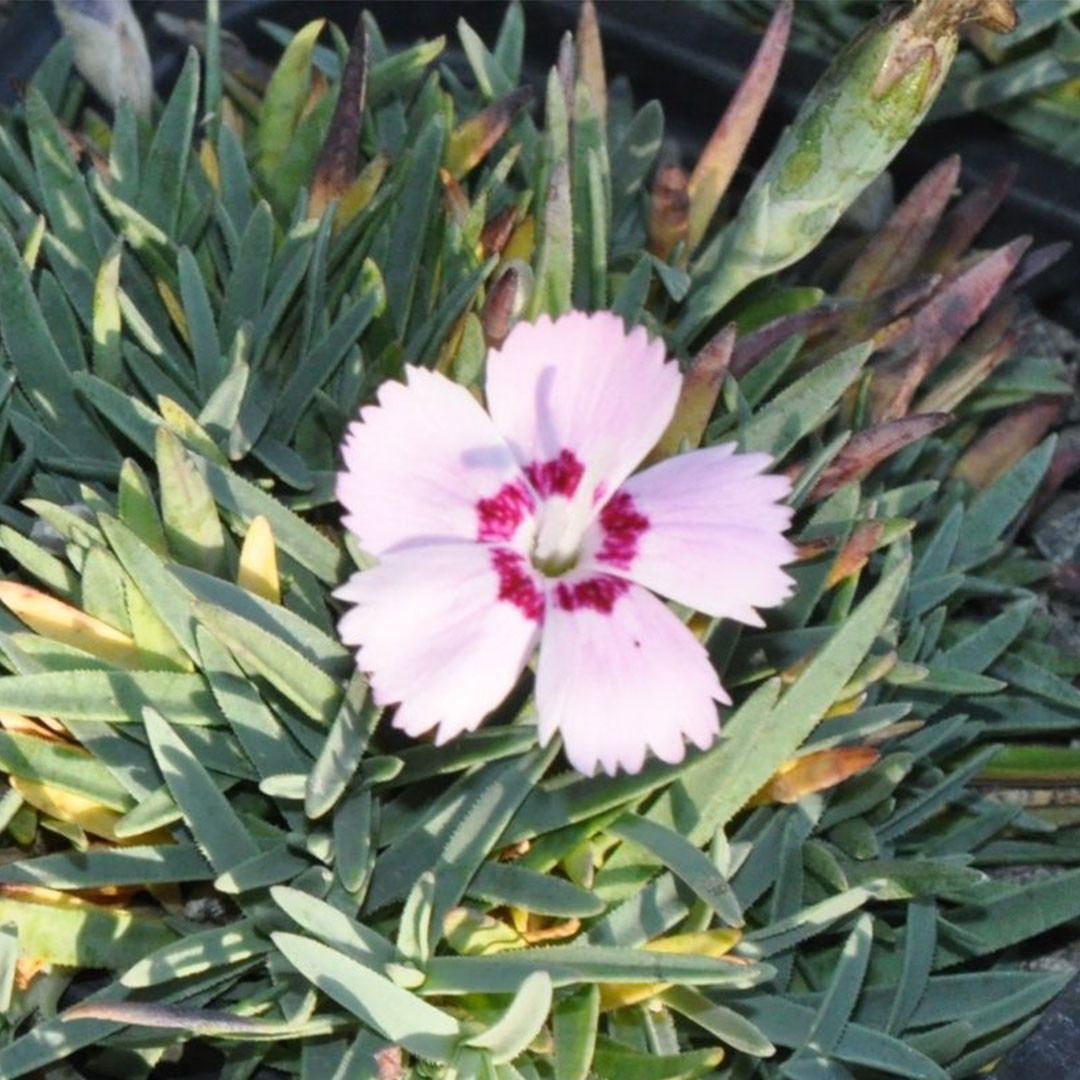 Dianthus inka | záhradníctvo garden team Dianthus inka