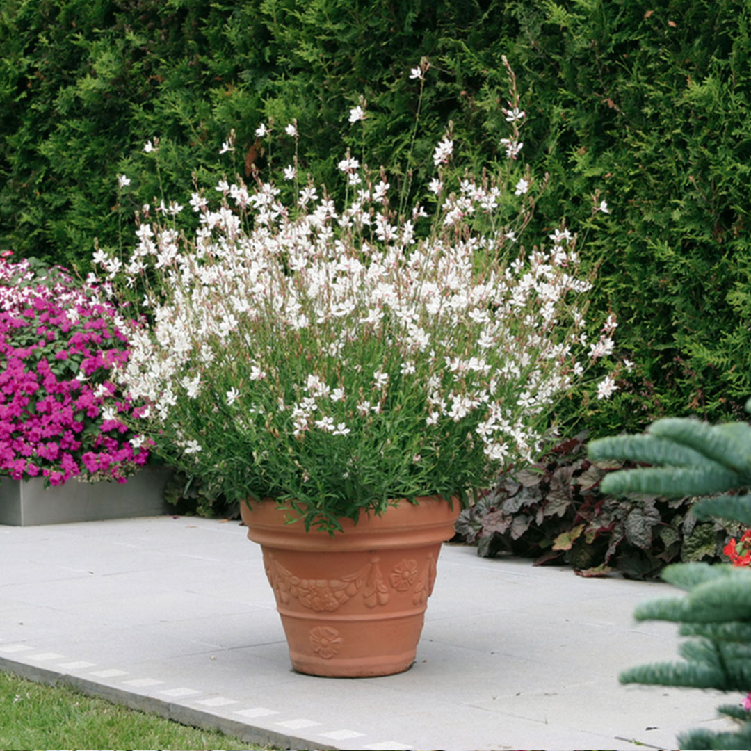 Gaura lindheimeri geyser white 2 | záhradníctvo garden team Gaura lindheimeri geyser white 2
