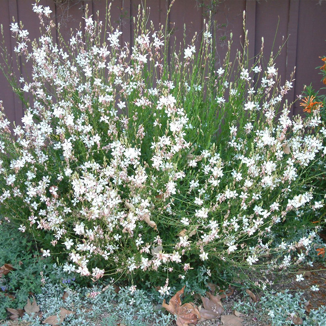 Gaura lindheimeri geyser white 3 | záhradníctvo garden team Gaura lindheimeri geyser white 3