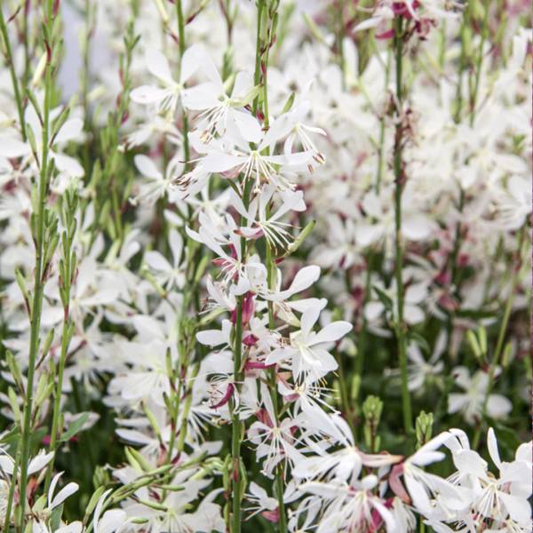 Gaura lindheimeri geyser white | záhradníctvo garden team Gaura lindheimeri geyser white