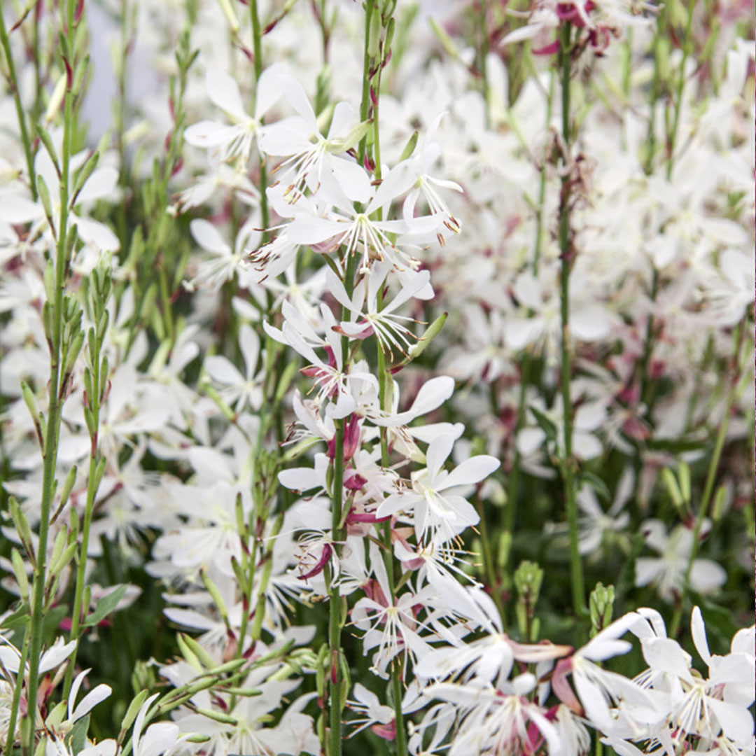 Gaura lindheimeri geyser white | záhradníctvo garden team Gaura lindheimeri geyser white