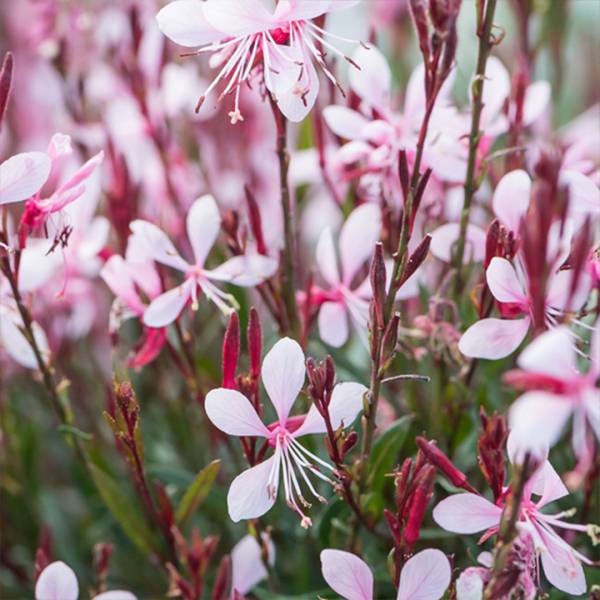 Gaura lindheimeri graceful light pink 2 | záhradníctvo garden team Gaura lindheimeri graceful light pink 2