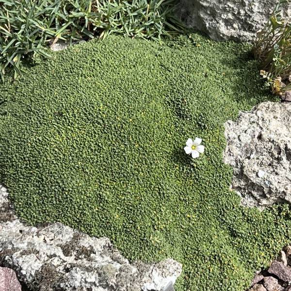 Gypsomilka Gysophila aretioides