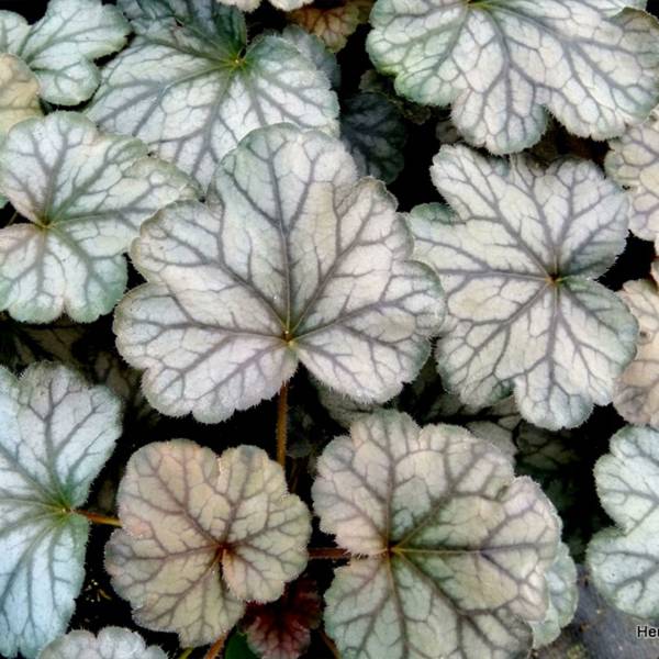 Heuchera flores sea