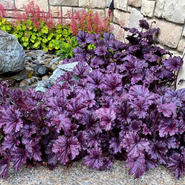 Heuchera forever purple