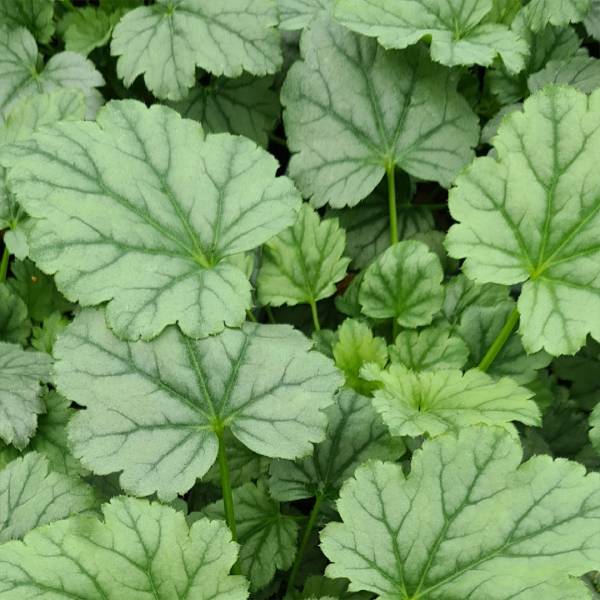 Heuchera Indian Summer ´Greenberry´