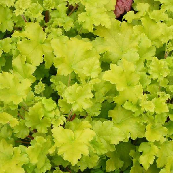 Heuchera Indian Summer ´Lime Marmalade´