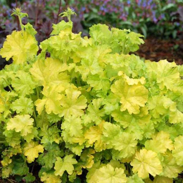 Heuchera lime rickey