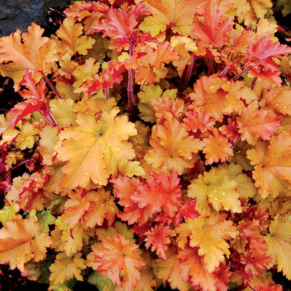 Heuchera Indian Summer ´Marmalade´