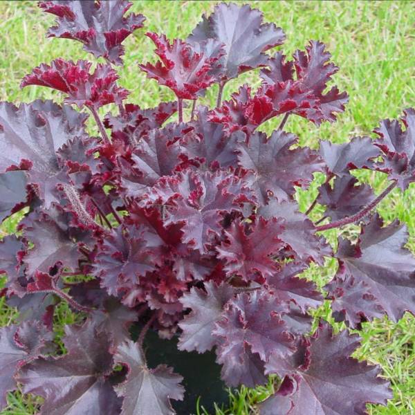 Heuchera Americana Melting Fire