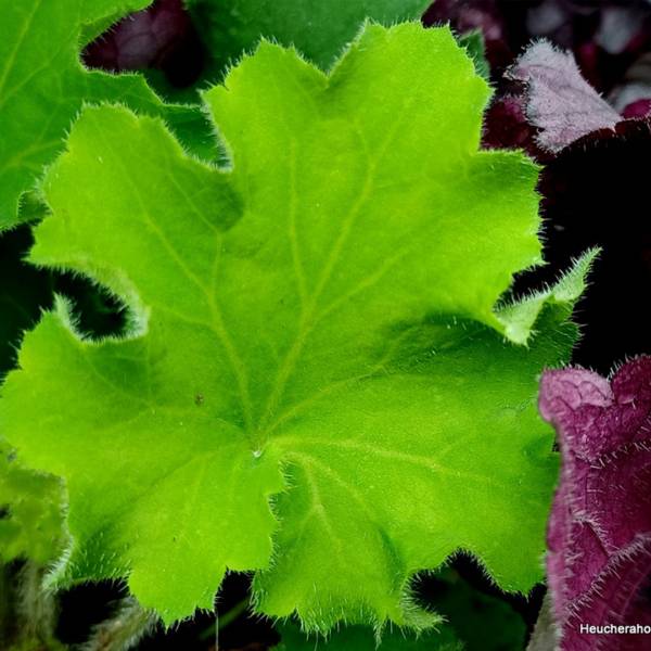 Heuchera rex lime