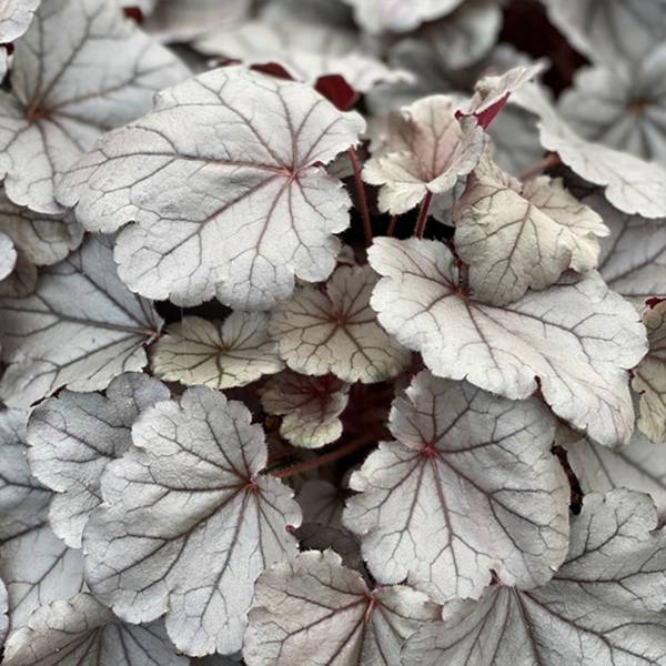 Heuchera indian summer ´silverberry´