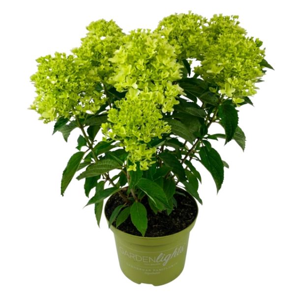 Potted lime-green hydrangea with dense flower clusters and dark green leaves in a light green pot labeled Gardenlights.