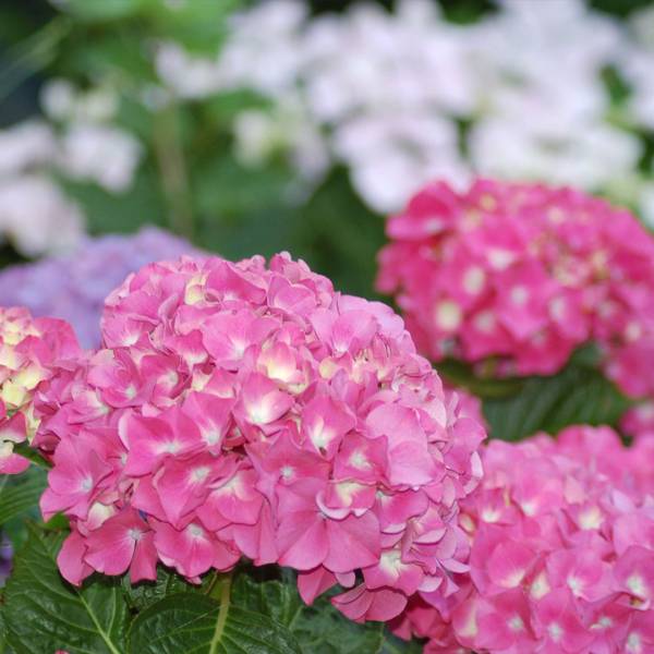 Hortenzia kalinolistá Bela Rosa 2