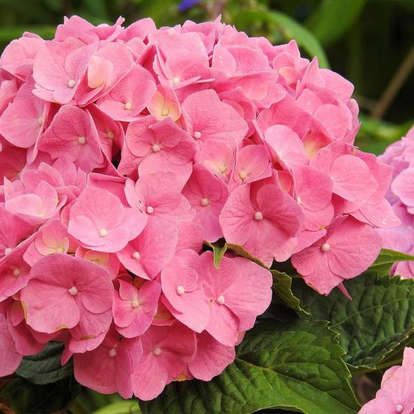 Hortenzia kalinolistá Bela Rosa