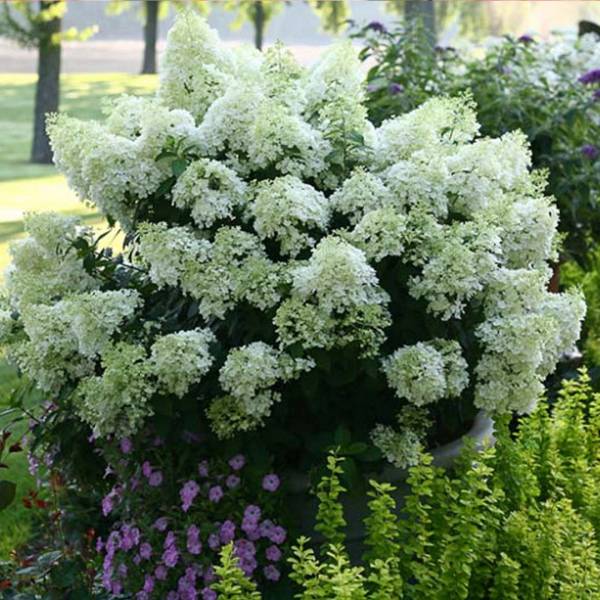 Hydrangea paniculata bobo