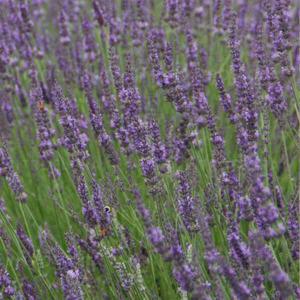 Lavandula pure platinum