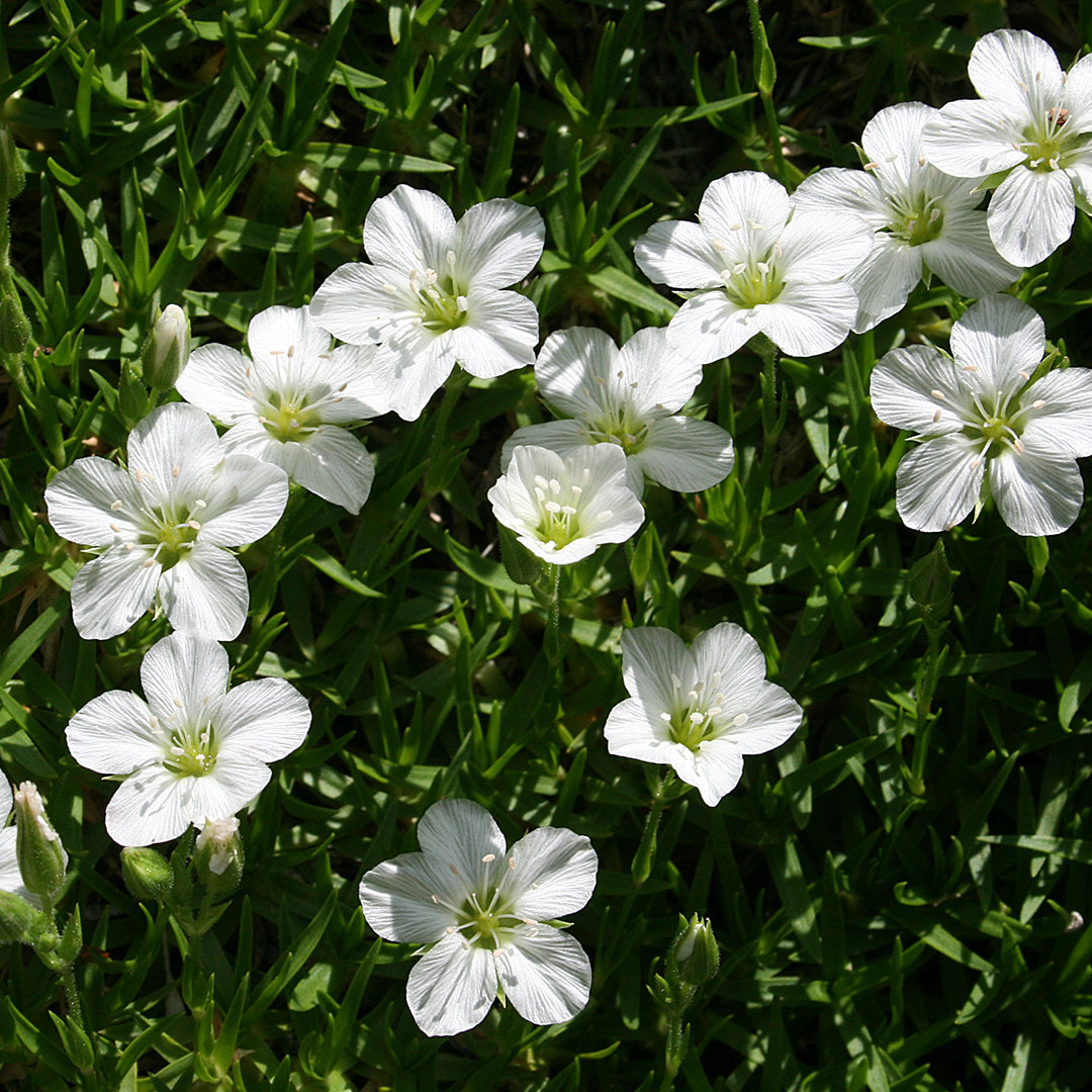 Minuartia graminifolia 2 | záhradníctvo garden team Minuartia graminifolia 2