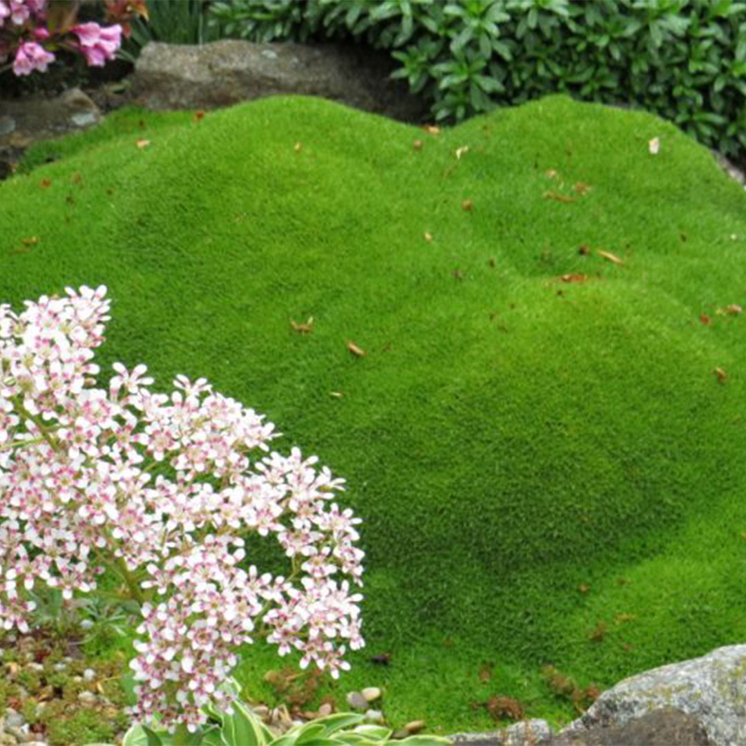 Minuartia graminifolia 3 | záhradníctvo garden team Minuartia graminifolia 3