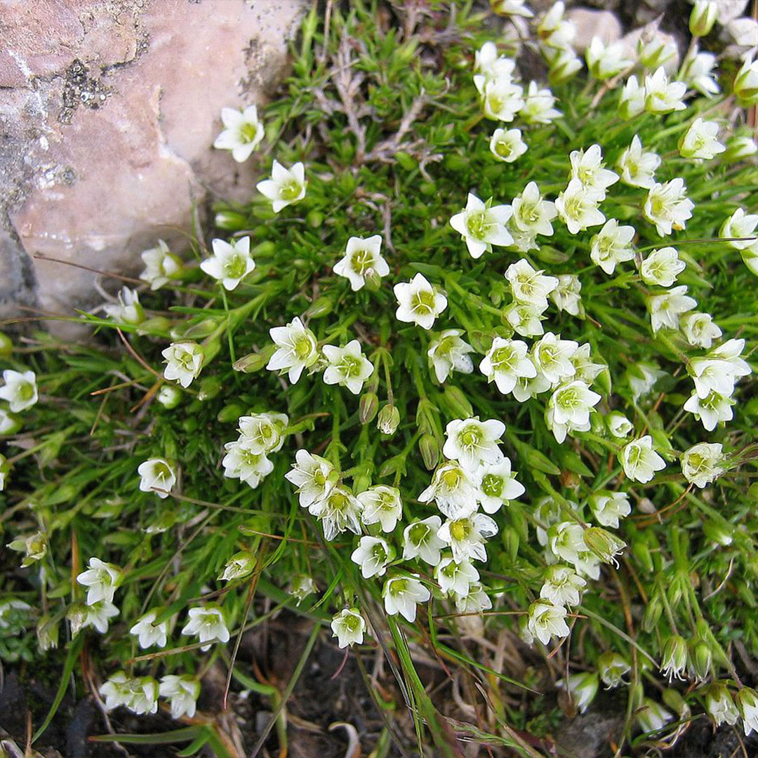 Minuartia graminifolia | záhradníctvo garden team Minuartia graminifolia