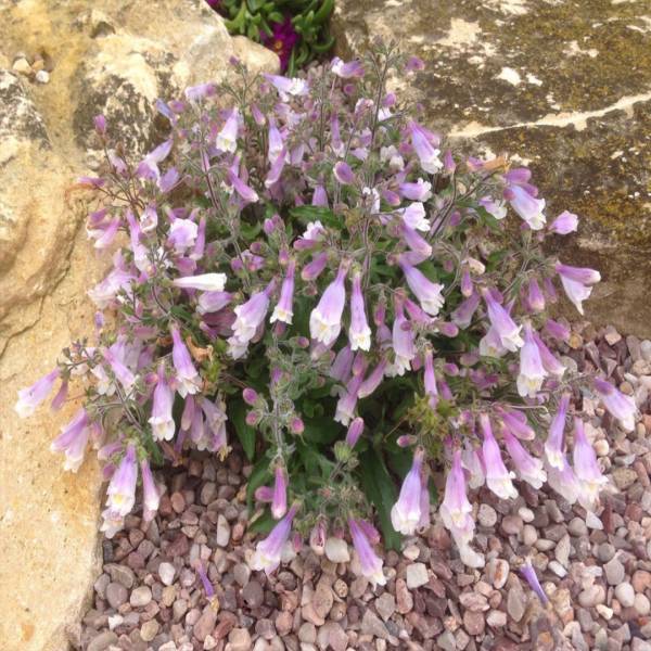 Penstemon hirsutus pygmaeus 2