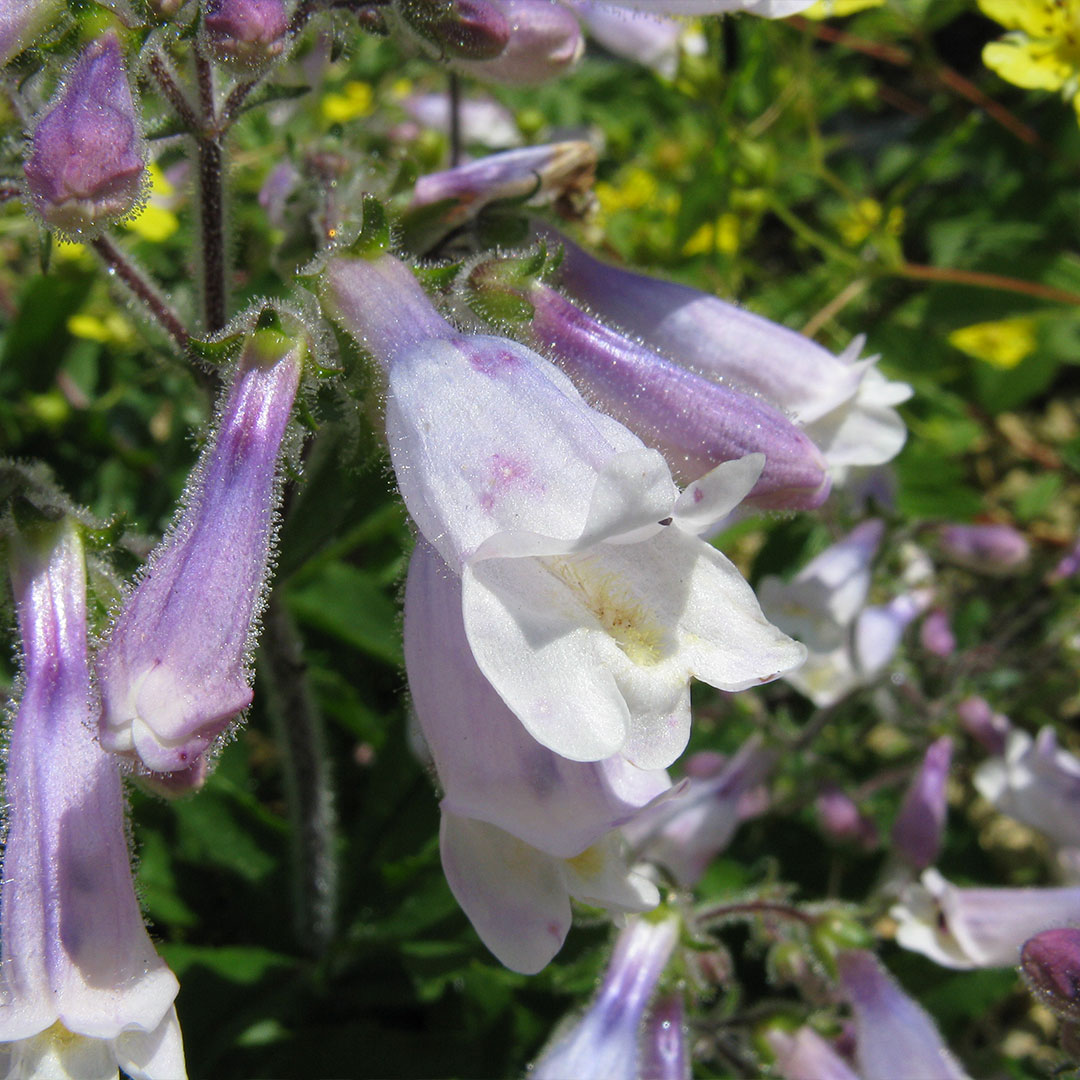Penstemon hirsutus pygmaeus | záhradníctvo garden team Penstemon hirsutus pygmaeus