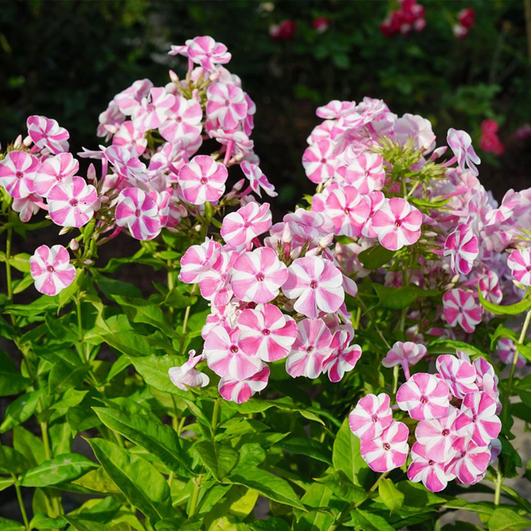 Phlox paniculata 'verscan' bambini candy crush 2 | záhradníctvo garden team Phlox paniculata verscan bambini candy crush 2