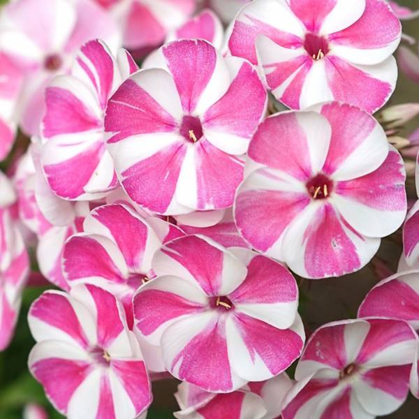 Phlox paniculata 'Verscan' Bambini candy crush