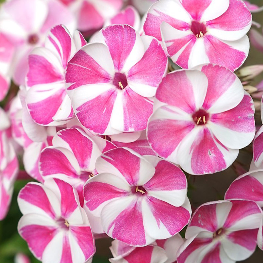 Phlox paniculata 'verscan' bambini candy crush | záhradníctvo garden team Phlox paniculata verscan bambini candy crush