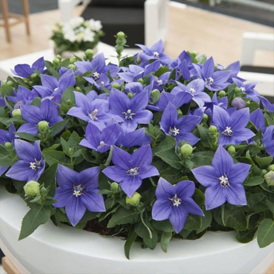 Balónovec platycodon grandiflorus astra blue 2 | záhradníctvo garden team Balónovec platycodon grandiflorus astra blue 2