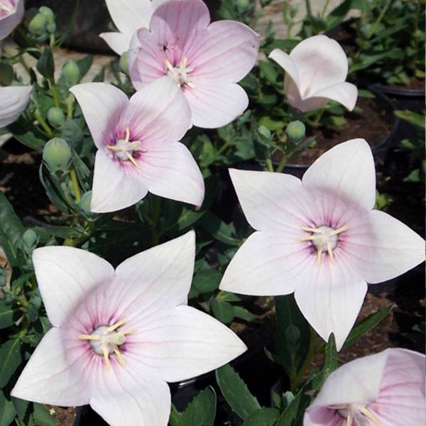 Balónovec Platycodon Grandiflorus Rose