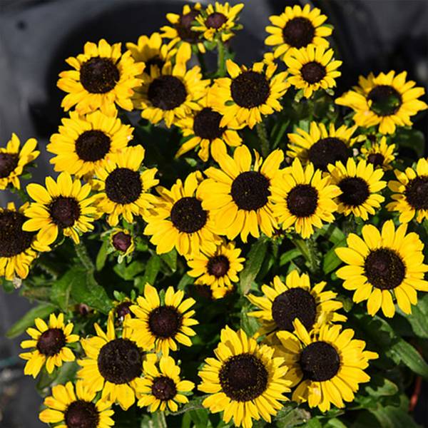 Rudbeckia littlebeckia yellow | záhradníctvo garden team Rudbeckia littlebeckia yellow