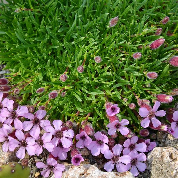 Saponaria x oliviana