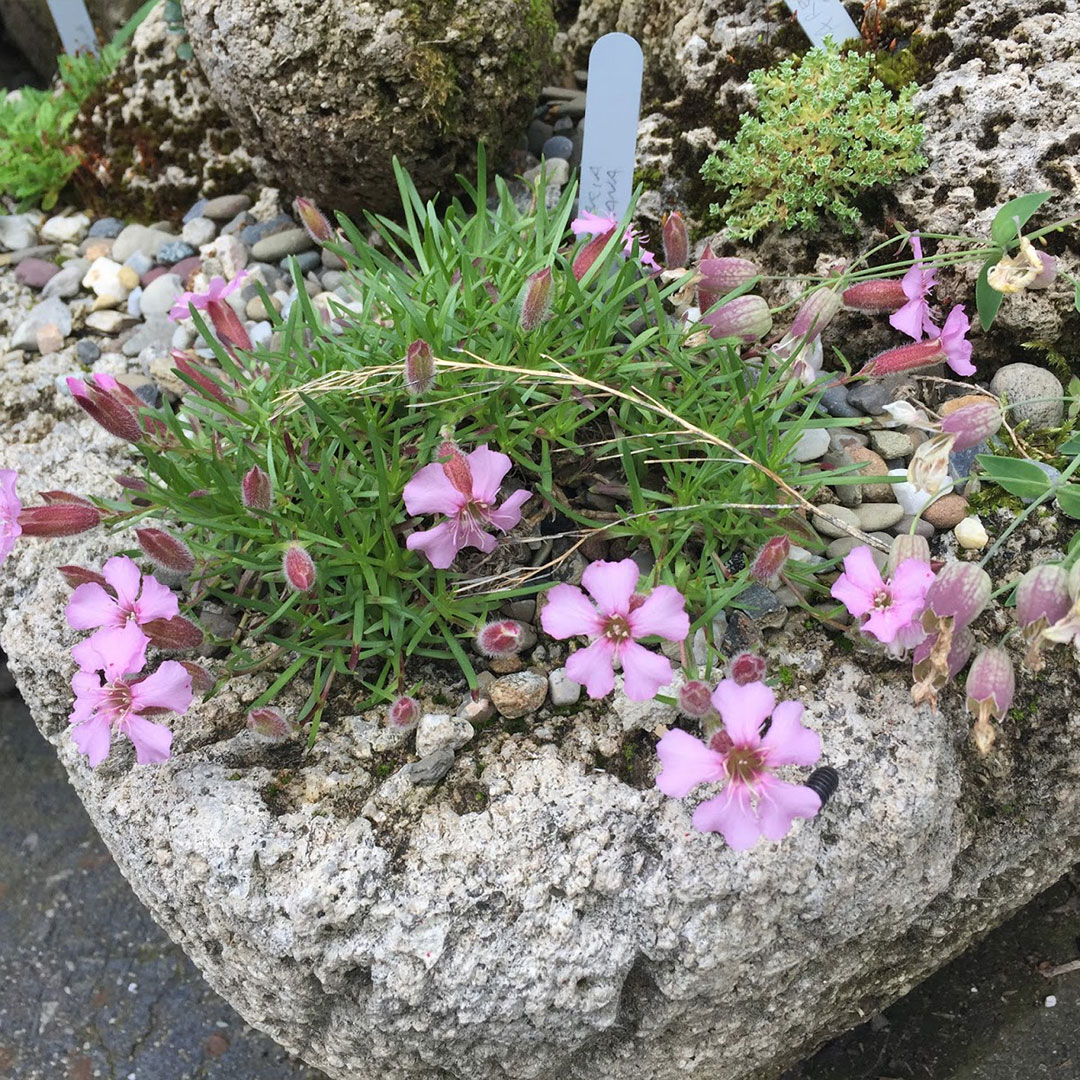 Saponaria x oliviana 2 | záhradníctvo garden team Saponaria x oliviana 2