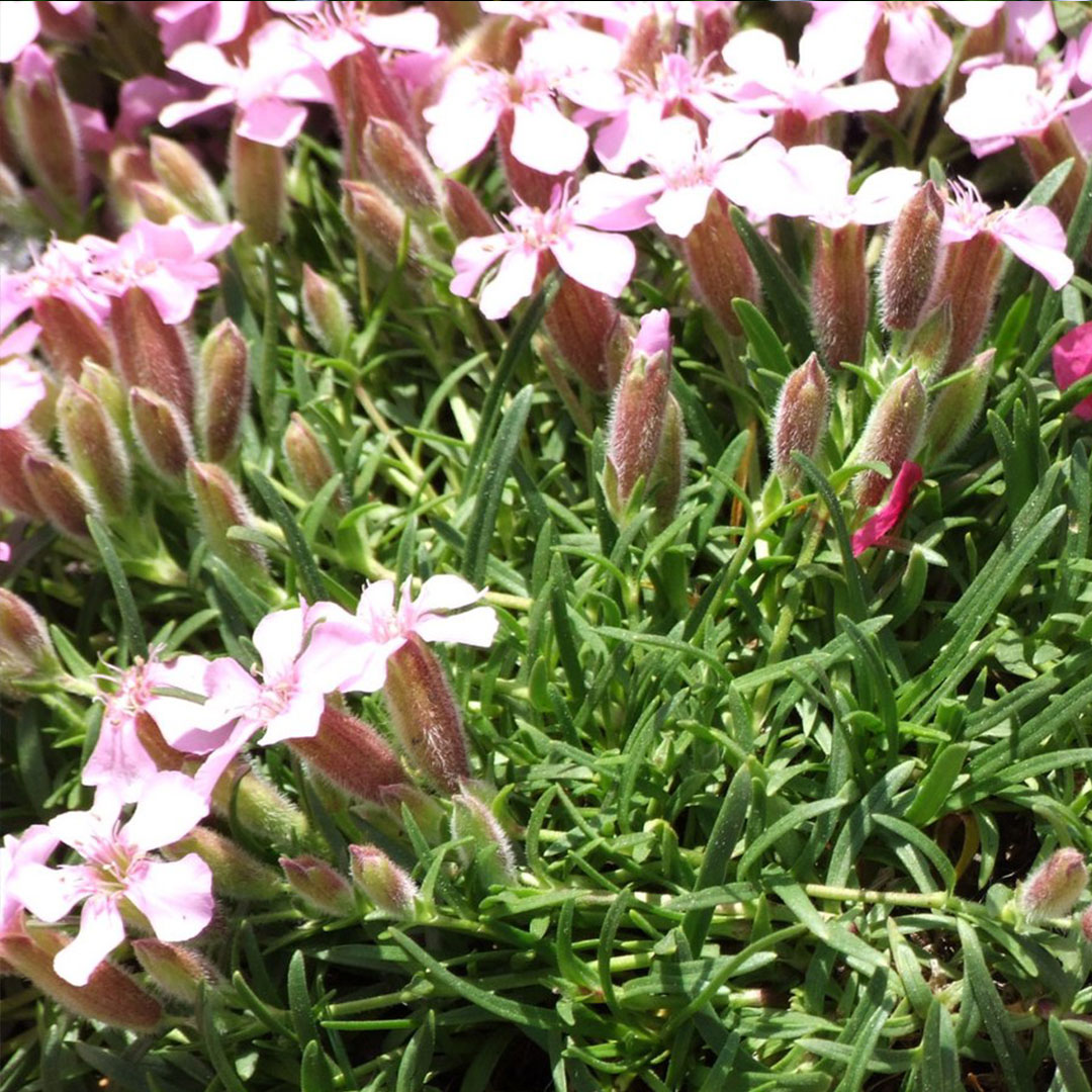 Saponaria x oliviana 3 | záhradníctvo garden team Saponaria x oliviana 3