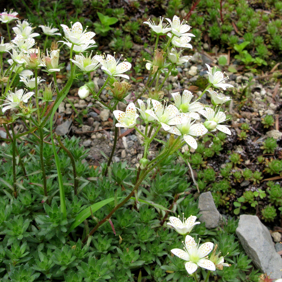 Lomikameň saxifraga bronchialis 2 | záhradníctvo garden team Lomikameň saxifraga bronchialis 2