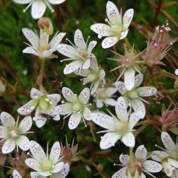 Lomikameň Saxifraga Bronchialis
