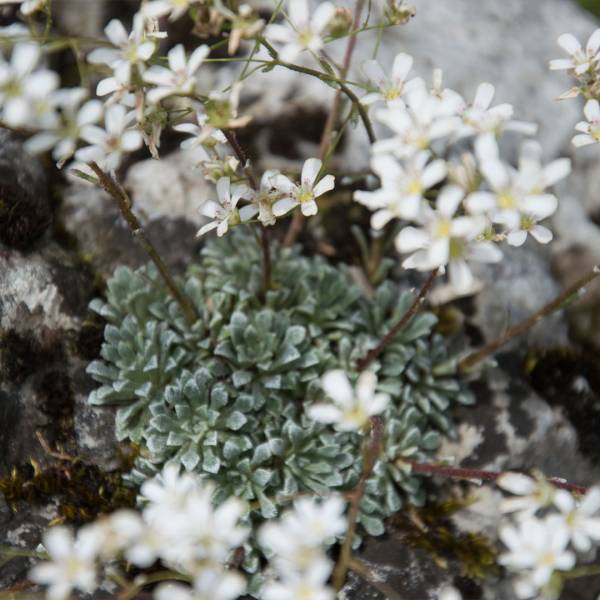 Saxifraga cochelaris minor 2