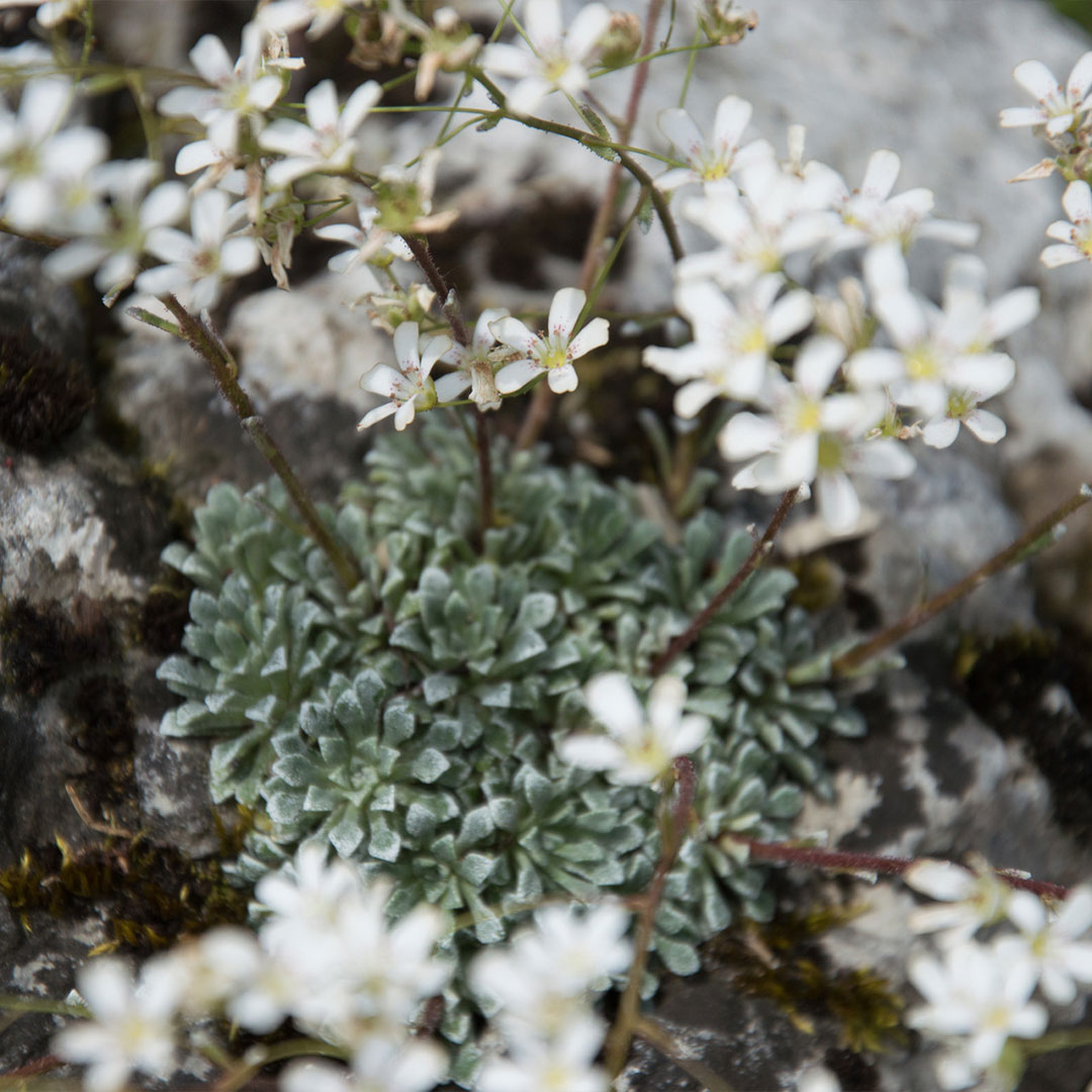 Saxifraga cochelaris minor 2 | záhradníctvo garden team Saxifraga cochelaris minor 2
